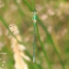 _MG_2442 Lestes virens vestalis